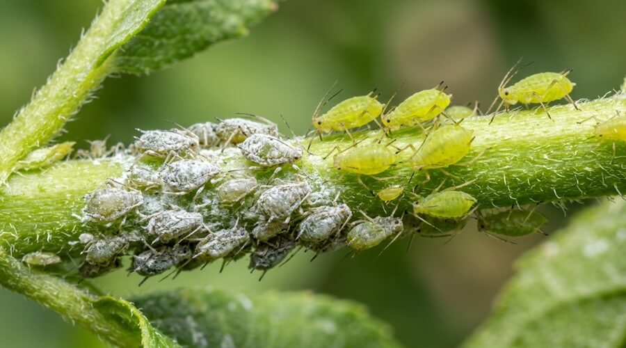 Sabão de potássio: a solução natural e eficaz contra pragas na horta 1 Macro de pulgões num caule com metade da colónia coberta por sabão de potássio a desidratar e metade ainda ativa — demonstração da ação de contacto