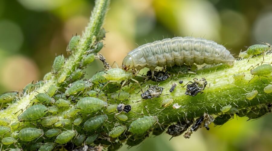Larva de sirfídeo a alimentar-se de colónia de pulgões num caule — a fase larvar é a mais valiosa do ciclo de vida dos sirfídeos