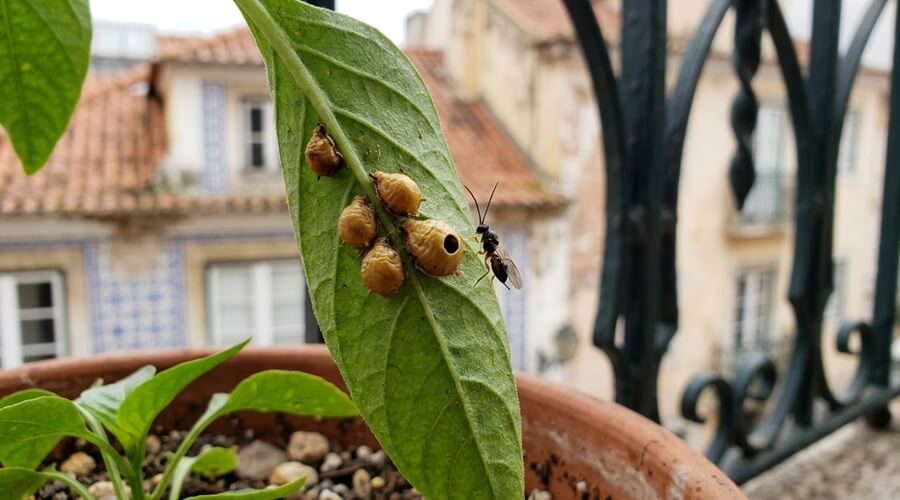 Vespas parasitoides na horta: como reconhecer, proteger e atrair 1 Vespas parasitoides junto a piolhos mumificados na folha de um pimenteiro em vaso numa varanda